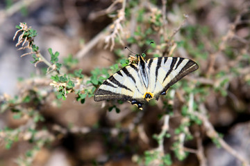 Swallowtail butterfly