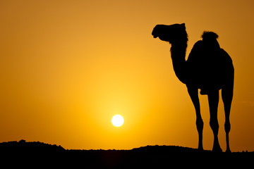 Soleil se couchant dans un désert chaud : silhouette d& 39 un chameau sauvage à su