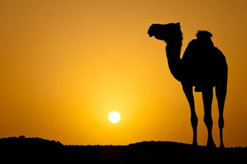 Abwaschbare Fototapete Kamel Sonnenuntergang in einer heißen Wüste: Silhouette eines wilden Kamels bei Su