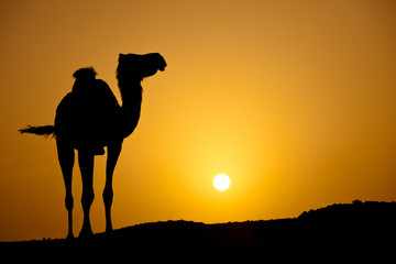 Sun going down in a hot desert: silhouette of a wild camel at su