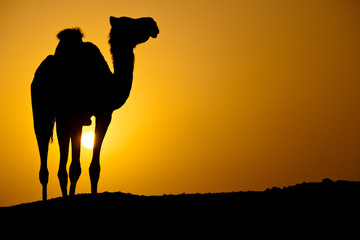 Sun going down in a hot desert: silhouette of a wild camel