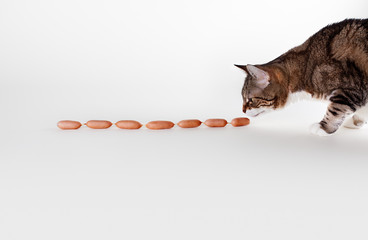 Katze und Würstchen