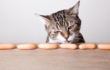 Katze und Würstchen