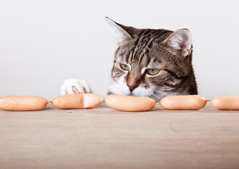 Katze und Würstchen