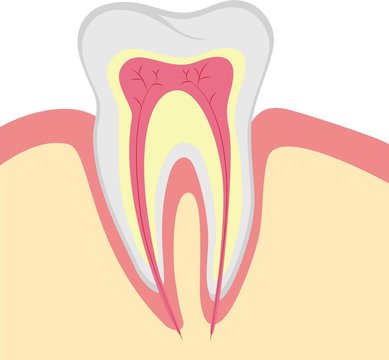 Structure of human tooth, vector illustration