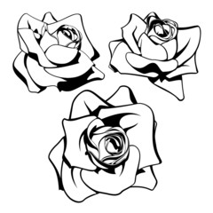 Black and White Rose