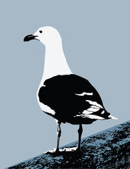 Seagull Illustration
