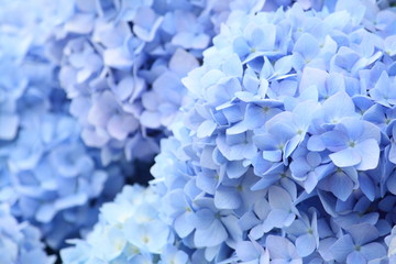Blauwe hortensia