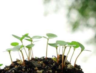 モロヘイヤの新芽