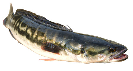 Snakehead Fish1
