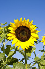 sunflower in a farm under blue sky