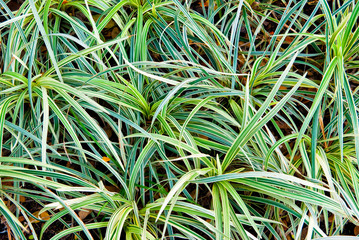 Fototapeta premium foliage