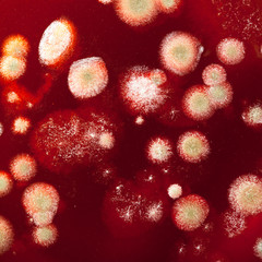 Mold colonies