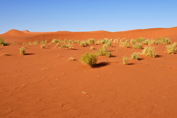 Naklejka premium désert de Namibie14