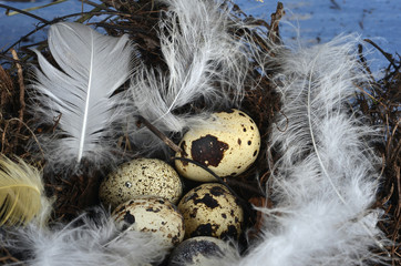 Ostern: Vogelnest mit weißen Federn und Wachteleiern