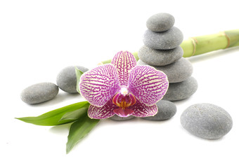 Beautiful pink orchid with stones and green bamboo