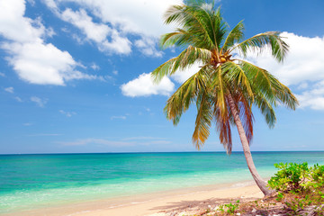 Naklejka premium tropikalna plaża z palmami kokosowymi. Koh Lanta, Tajlandia