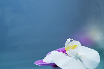 orchidea allo specchio