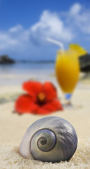 Beautiful sea shell on a tropical island beach