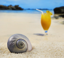 Fototapeta na wymiar Piękne muszli na tropikalnej wyspie plaży