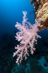 Naklejka na ściany i meble Tropical underwater world in the Red Sea.