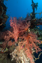 Fototapeta na wymiar Tropical underwater world in the Red Sea.