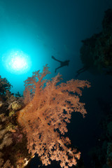 Tropical underwater world and diver in the Red Sea.