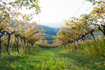 Vineyard in Trentino, Italy