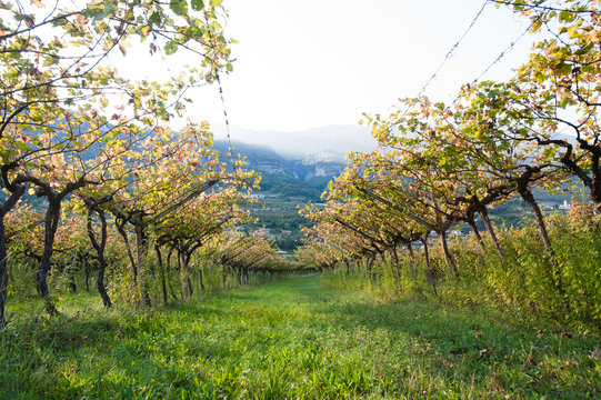 Vineyard In Trentino, Italy