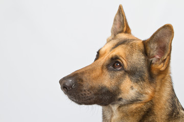 Cabeza de Pastor Alemán