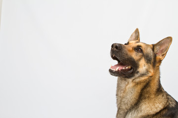 Busto Pastor Alemán
