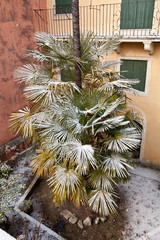a palmtree downtown vicenza covered by snow