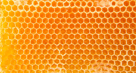 Beer honey in honeycombs.