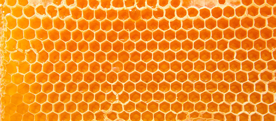 Beer honey in honeycombs.