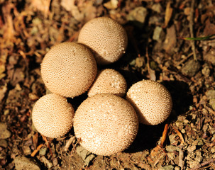autumn in yedigoller , seven lakes, karadeniz