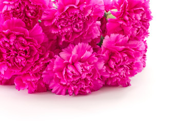 pink carnation