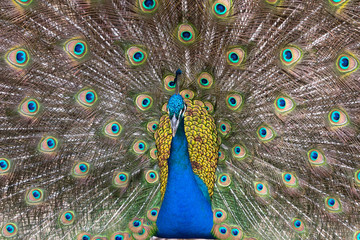 Obraz premium Peacock displaying his colorful feathered tail