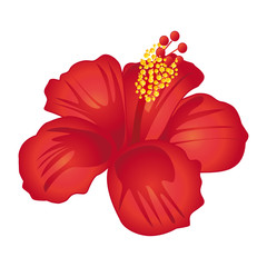 Hibiscus flower.