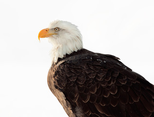 Close up Portrait of a Bald Eagle