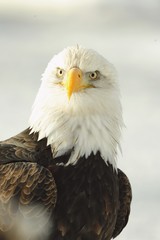 Close up Portrait of a Bald Eagle