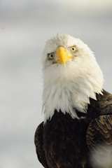 Close up Portrait of a Bald Eagle