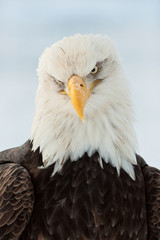 Close up Portrait of a Bald Eagle