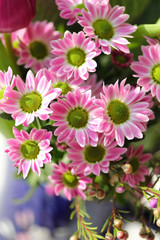Obraz premium Chrysanthèmes-8973