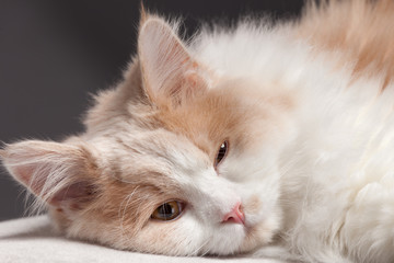 beige cat, isolated on a grey background