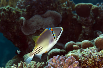 Picasso triggerfish in the Red sea.