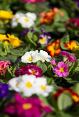 colorful flowers on market