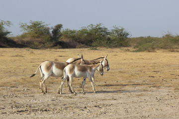 Fototapeta na wymiar grupa dzikich osłów