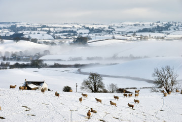 Snow Covered Field and Hills with Sheep