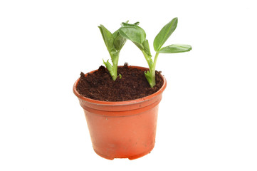 Plant seedlings in a pot