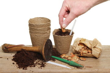 Hand planting seed